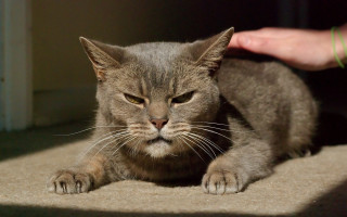 Cat petting floor superflat angry - dan content free wallpaper