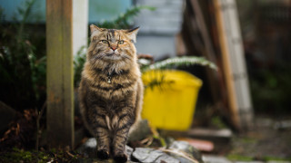 Cat rock planter yellow container - a planter free wallpaper