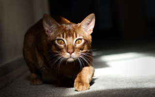 Cat walking sunlight wide eyes - a cat free wallpaper