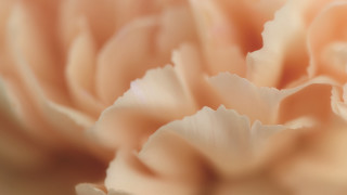 Pale rococo flower macro closeup - pale free wallpaper