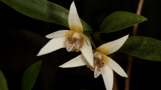 White flowers yellow centers green 3 - two white flower free wallpaper