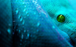 Blue green snake skin eyeball - behance hd free wallpaper