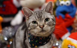 Cat bandana stuffed animals christmas - a bandana free wallpaper