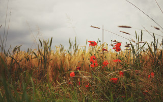 Red flowers wheat field clouds - red flower free wallpaper for desktop