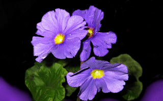 Purple flower green planter leaves - a couple free wallpaper