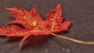Red leaf water drops black - a table top free wallpaper