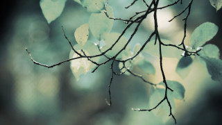 Branch leaves water drops moonlight - tonalism free wallpaper