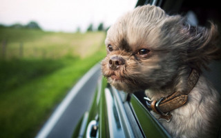 Small dog car window grass - a small dog free wallpaper for desktop