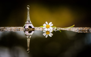 White flower water droplet reflection - a water droplet free wallpaper for desktop