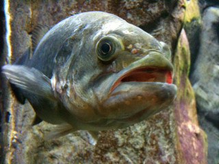Fish mouth open wide open - its mouth open free wallpaper for desktop