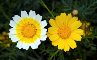 Yellow flower bloom bokeh nature - flower free wallpaper