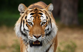Tiger angry muzzle blurry grassy - a grassy area free wallpaper for desktop