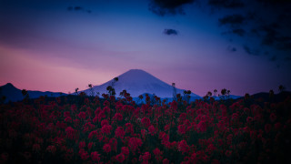 Mountain flower dusk pink sky - ektachrome photograph free wallpaper for desktop