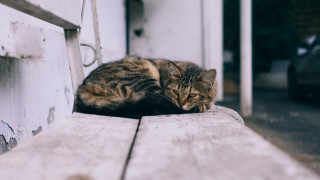 Cat wooden bench outdoors blurry - 8 5 mm f 1. free wallpaper