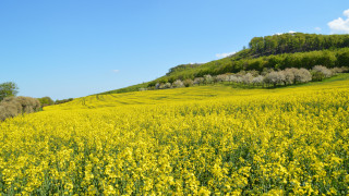Yellow flower field hill trees - a hill in the background free wallpaper