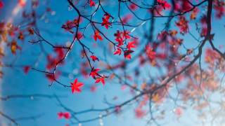 Red leaves blue sky autumn 2 - red leaf free wallpaper