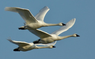 White swans flying bernd fasching - the sky together free wallpaper