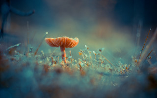 Orange mushroom grass weeds sunlight - top of a field free wallpaper