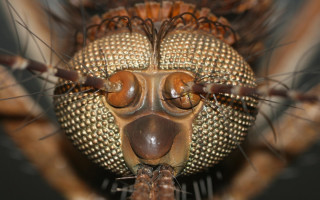 Bug face macro antipodeans blurry - a brown background free wallpaper