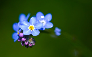 Blue flowers yellow purple green - the petal free wallpaper