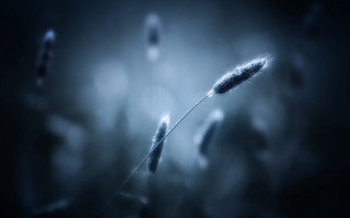 Blurry plant stem macro ocean - grass free wallpaper