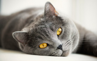 Gray cat yellow eyes on - a gray cat free wallpaper for desktop