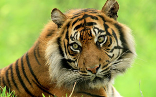 Sad tiger in grass wildlife - a tiger free wallpaper for desktop