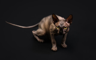 Hairless cat yellow eyes curious - yellow eye free wallpaper