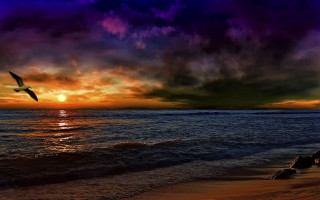 Bird ocean sunset clouds magic - colorful cloud free wallpaper