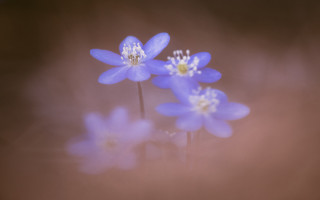 Blue flowers white centers blurry - a blurry photo free wallpaper