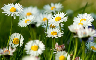 Flower field bokeh blurry garden - green grass free wallpaper