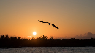 Bird sunset water dawn mountain - over the water free wallpaper for desktop