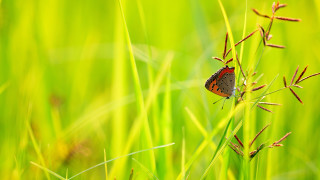 Butterfly plant grass field macro - green grass free wallpaper for desktop