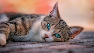 Blue eyed cat laying on - beautiful eye free wallpaper