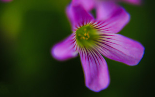 Flower closeup blurry background shallow - elinor proby adams free wallpaper for desktop