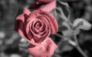 Black white rose red pink - a pink center free wallpaper