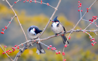Two birds berries red beak - chen rong free wallpaper