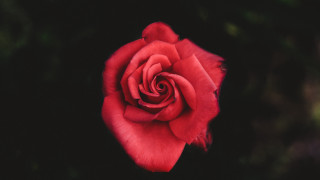 Red rose green stem black 2 - the dark free wallpaper for desktop