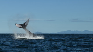 Whale jumping mountain beach ocean - a whale free wallpaper