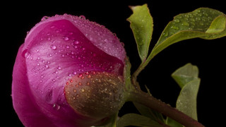 Pink flower water droplets black 2 - petal free wallpaper