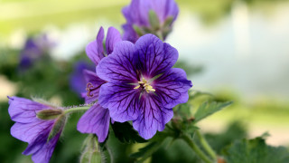 Purple flower closeup bokeh macro - the background and a blurry background behind free wallpaper