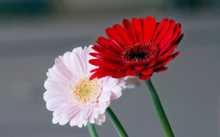 Two red white flowers vase - bottom free wallpaper