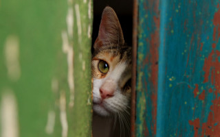 Cat green red door white - wall behind free wallpaper