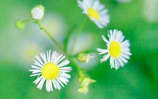Daisy macro blurry background flower - daisy free wallpaper