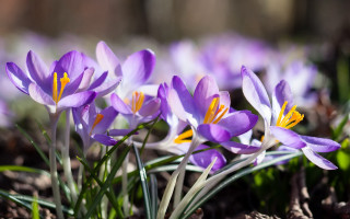 Purple flowers yellow centers macro - yellow center free wallpaper
