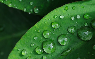 Green leaf water drops macro 39 - water free wallpaper for desktop