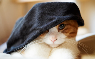 Cat blanket head shay inu - its head free wallpaper