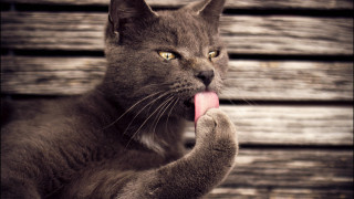 Cat tongue out paw wooden - sharp claw free wallpaper