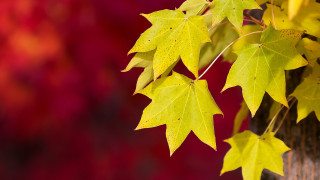 Tree yellow leaves red background - yellow leaf free wallpaper