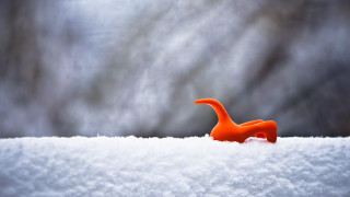 Toy dinosaur snow covered trees - adam rex free wallpaper